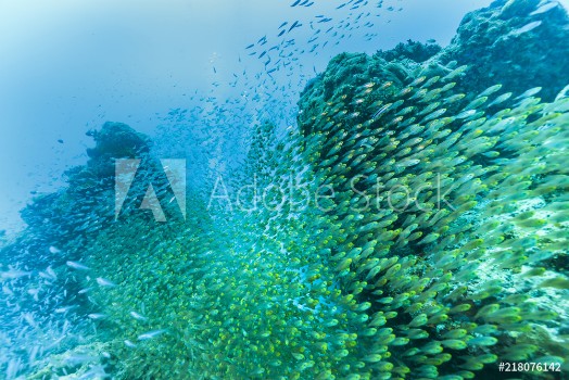 Picture of Ishigaki Island Diving - Horde of young fish
